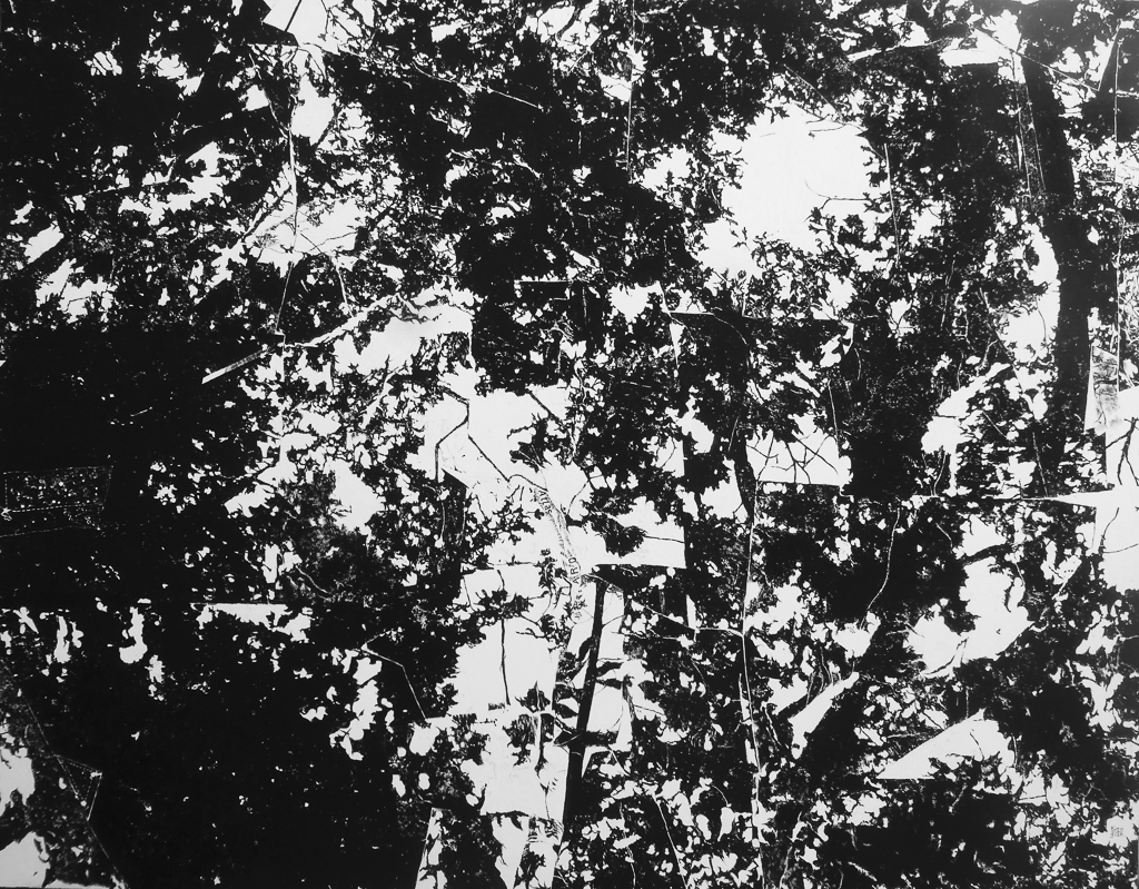 6catstrophe-optique
