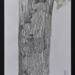 Magniola Yarumalensis par DAVID BOURE