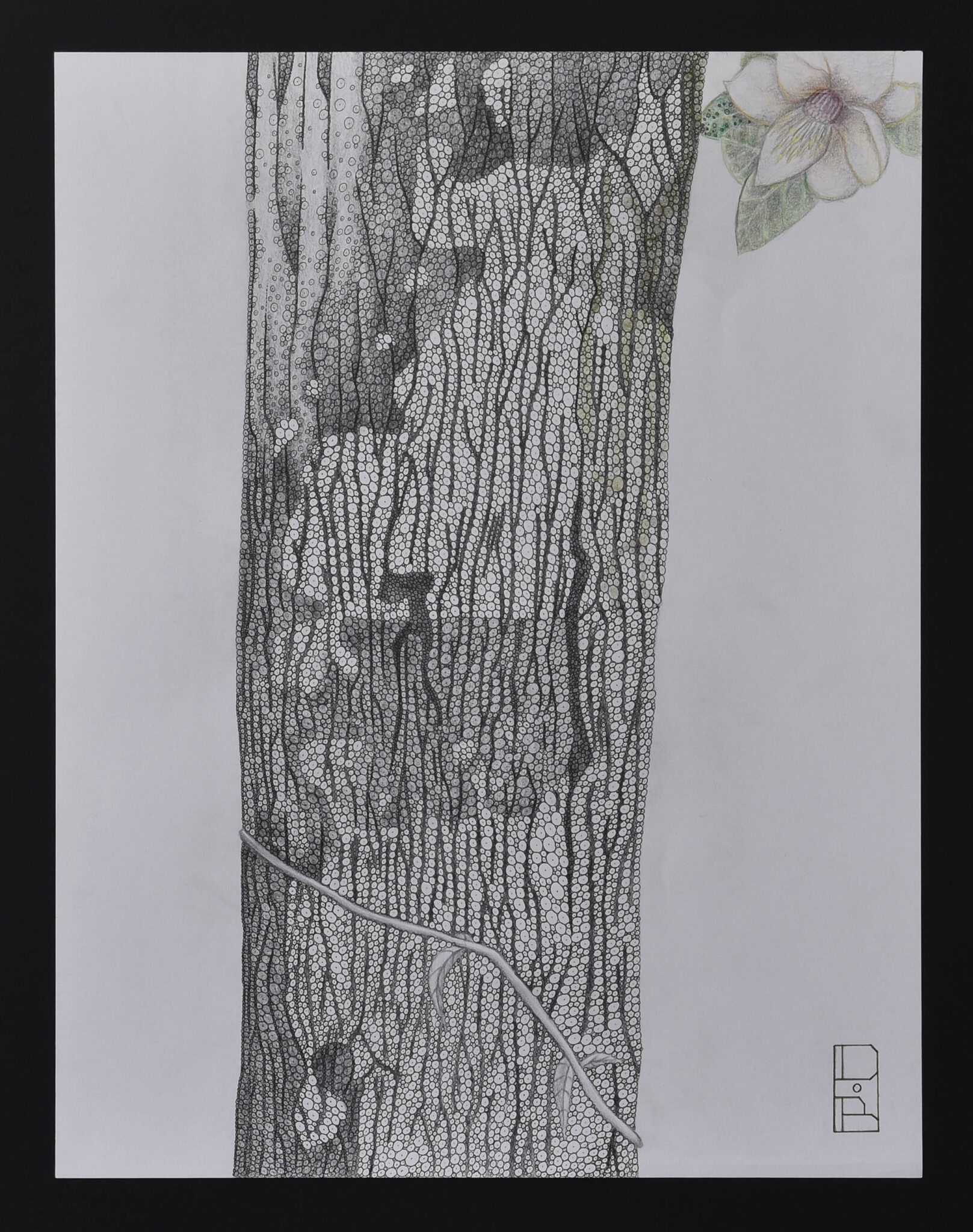 magniola-yarumalensis