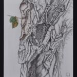 Ulmi campestis par DAVID BOURE