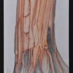 Sequoiadendron giganteum par DAVID BOURE