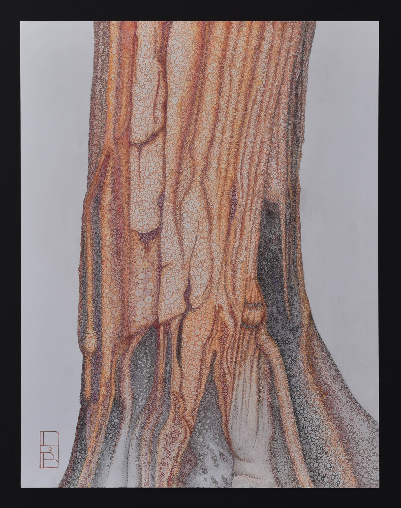 sequoiadendron-giganteum