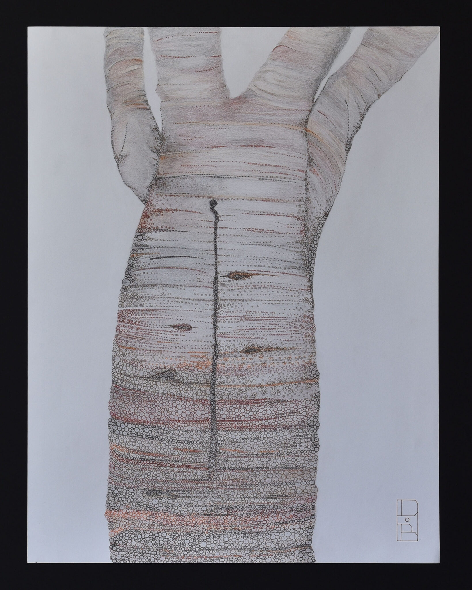 baobab-adansonia-perrieri