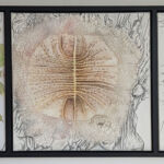 Ophiostoma ulmi par DAVID BOURE