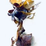 Laminaire, portrait 1