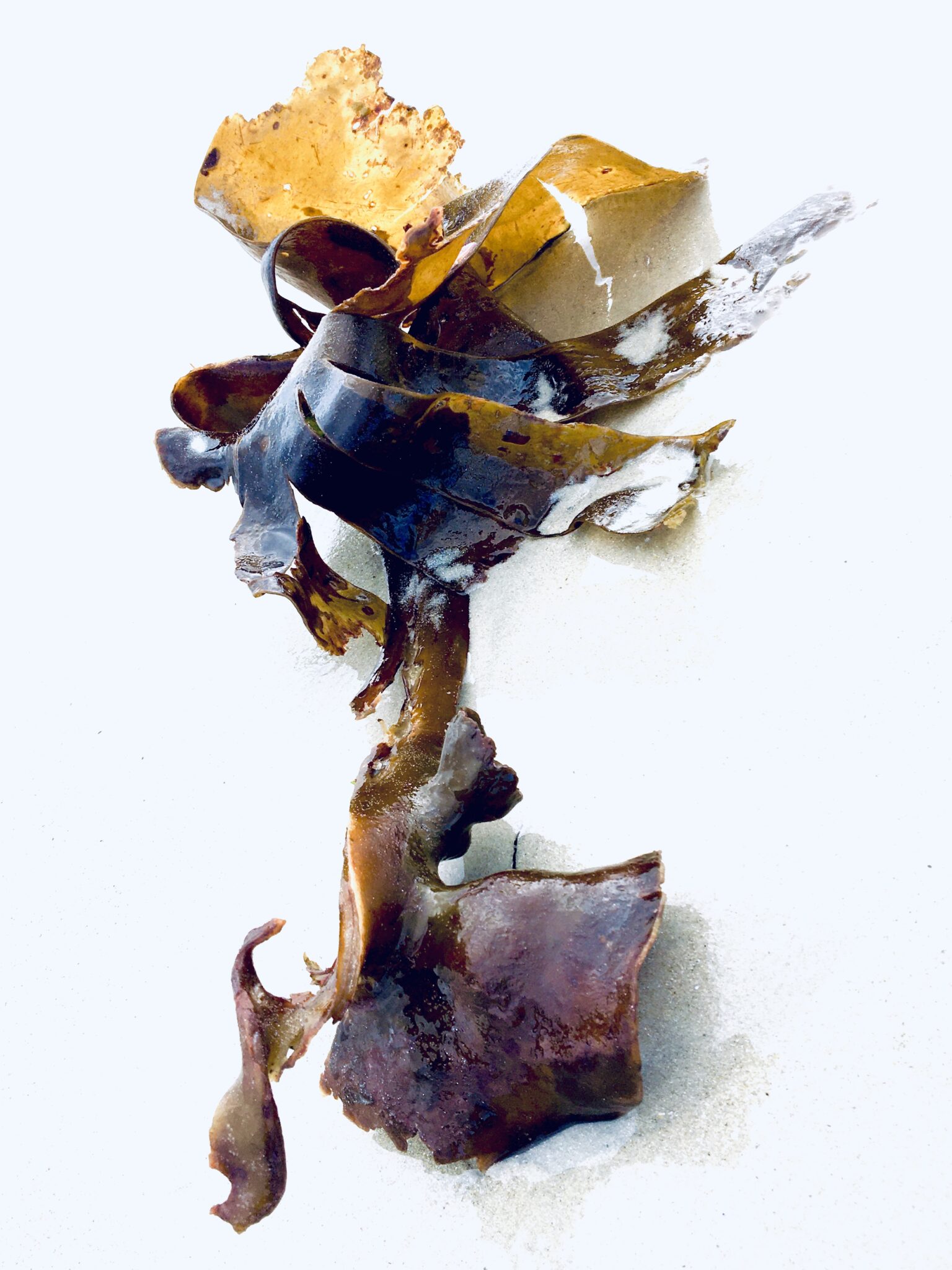laminaire-portrait-1