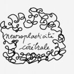 Neuroplasticité 1