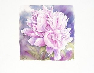 pivoine
