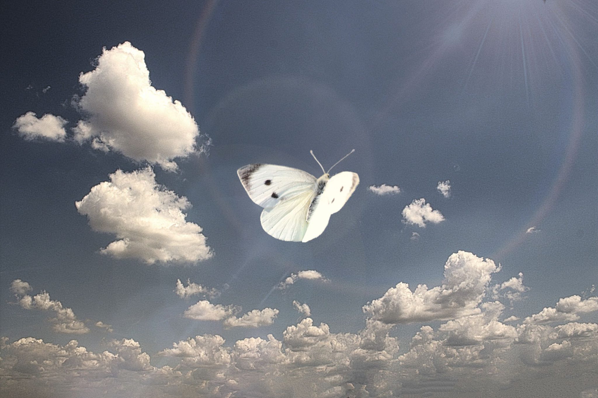 chrysalide-et-metamorphose-%c2%a7-lappel
