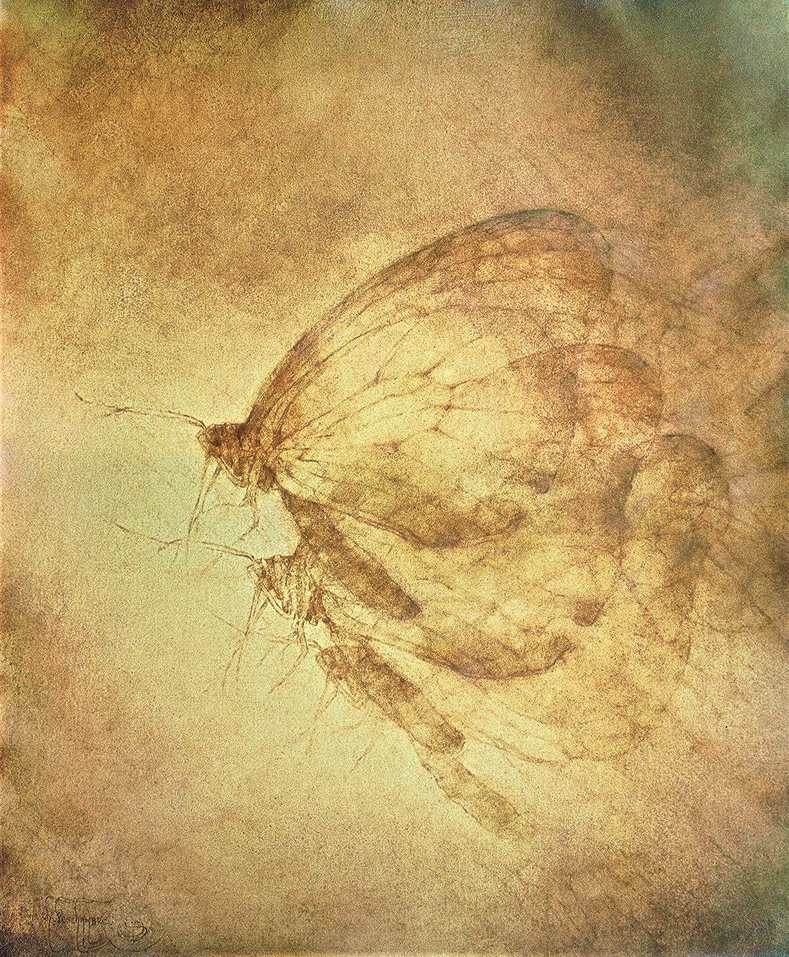 chrysalide-et-metamorphose