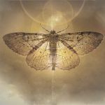 "Chrysalide et Métamorphose " par Christian Veschambre
