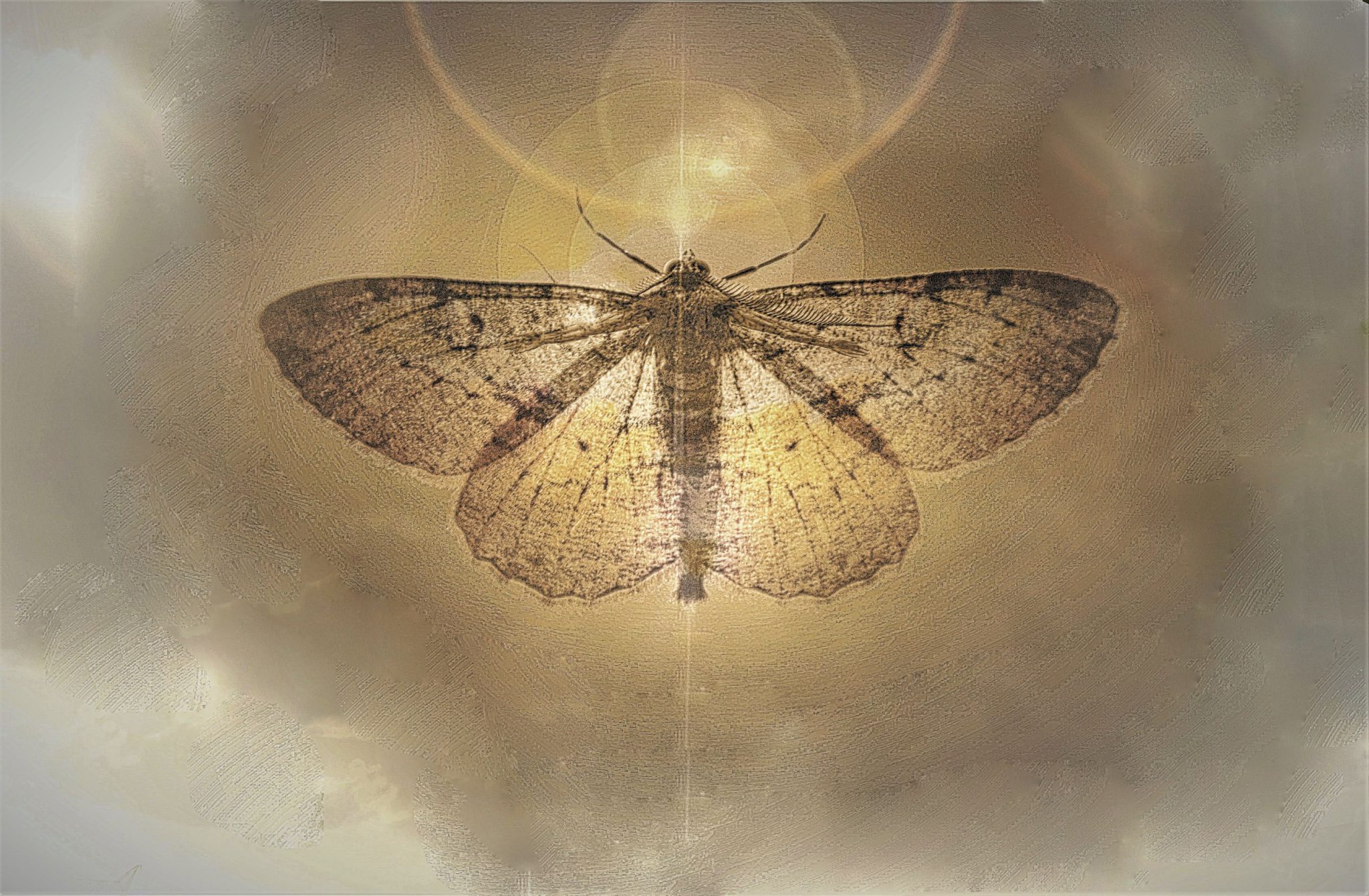 chrysalide-et-metamorphose-2