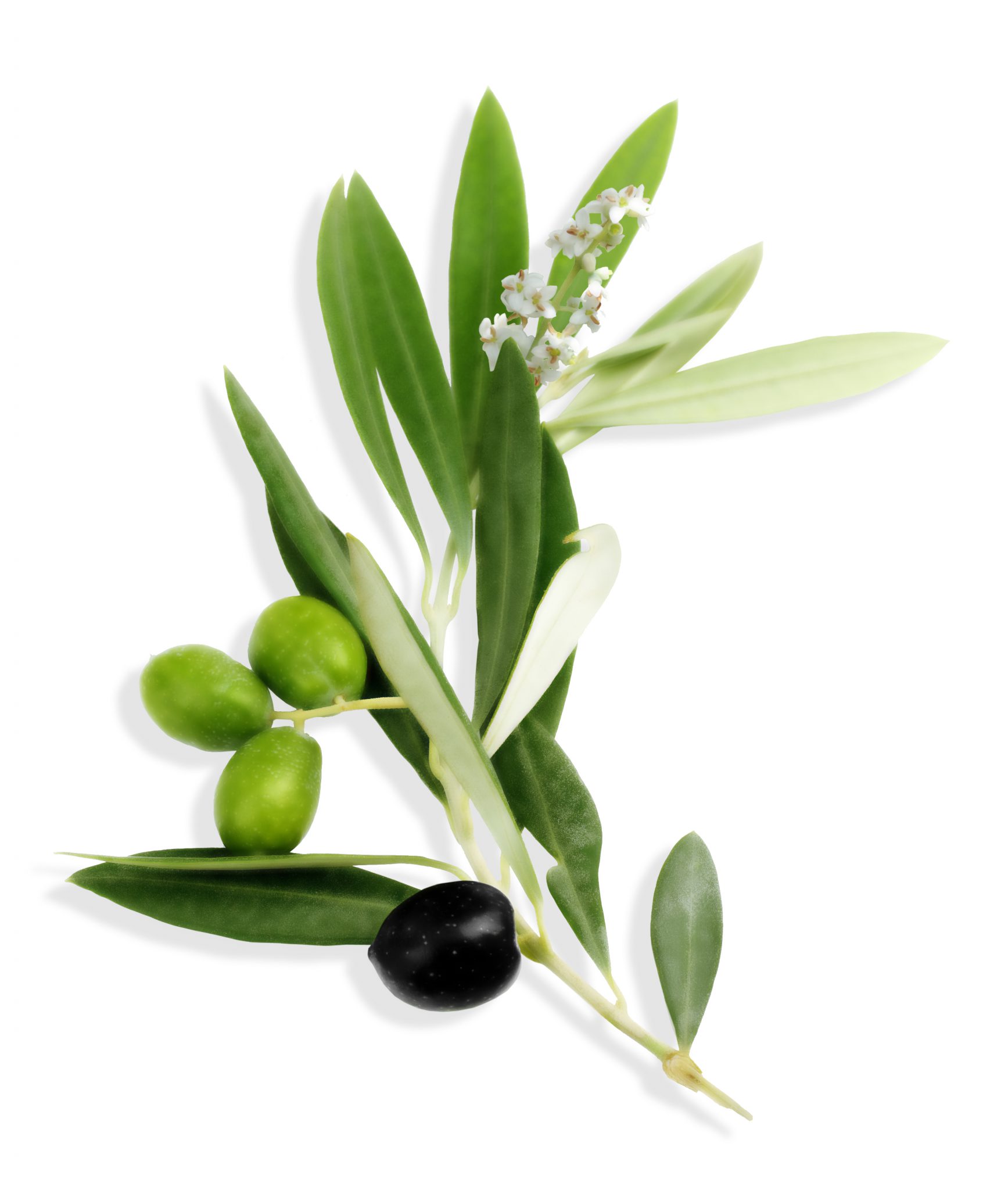 olivier-branche-et-fruits