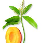 Mangue