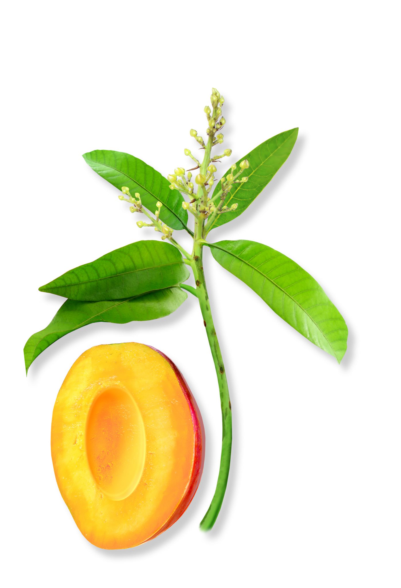 mangue