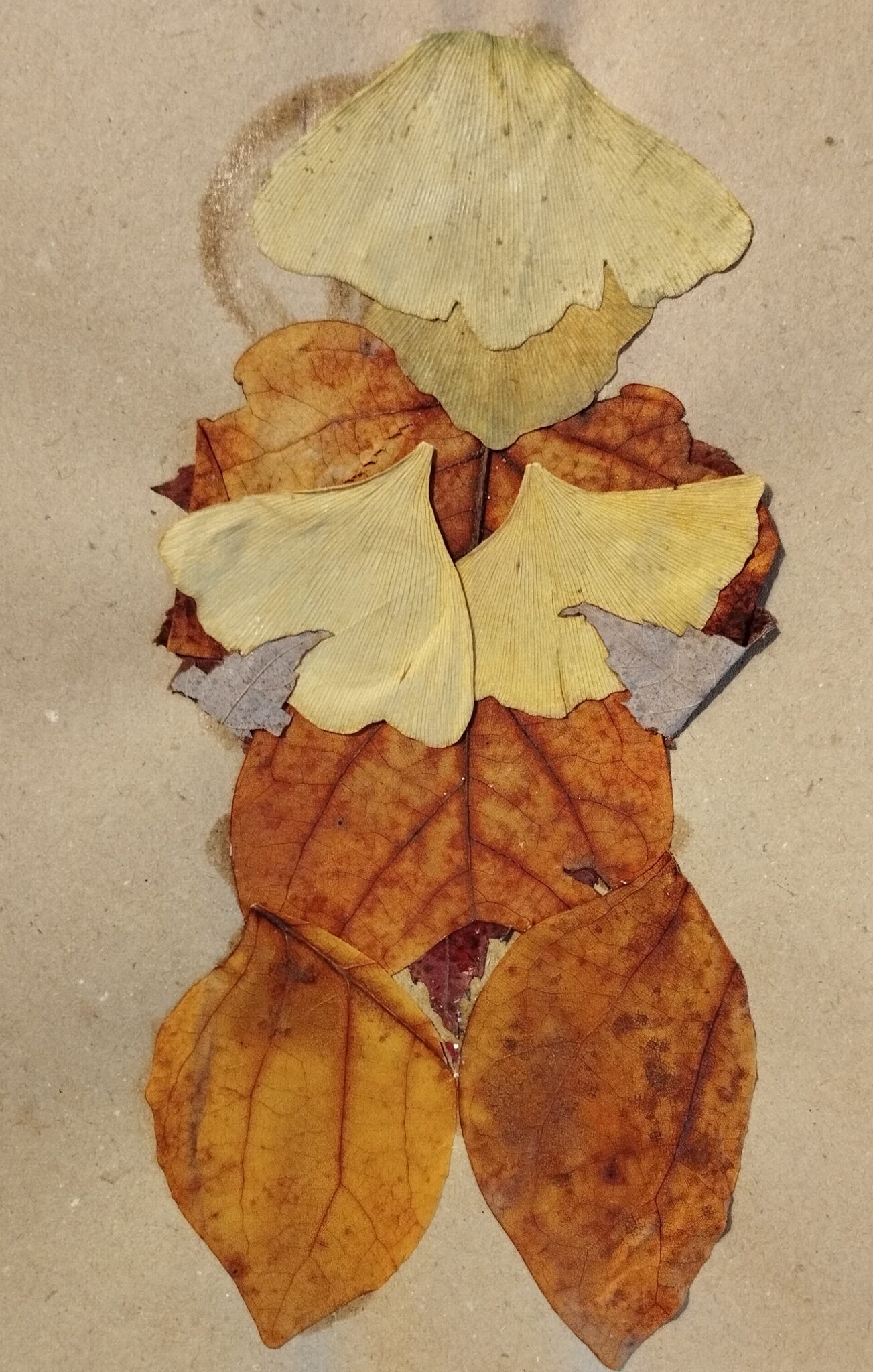 venus-feuille