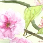 Fleurs de cerisiers du Japon