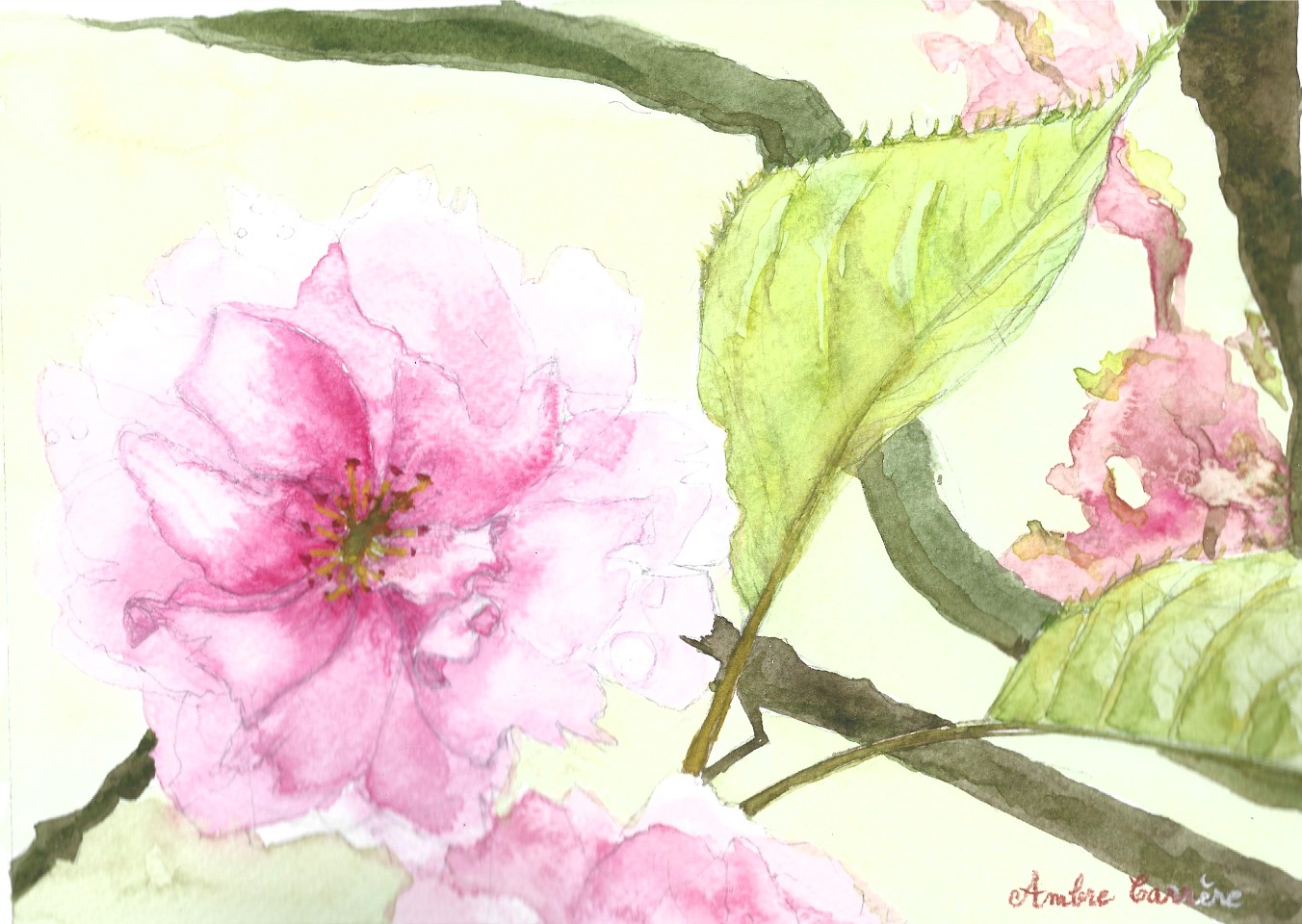 fleurs-de-cerisiers-du-japon