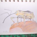 Balanin des noisettes
