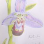 orchidée abeille