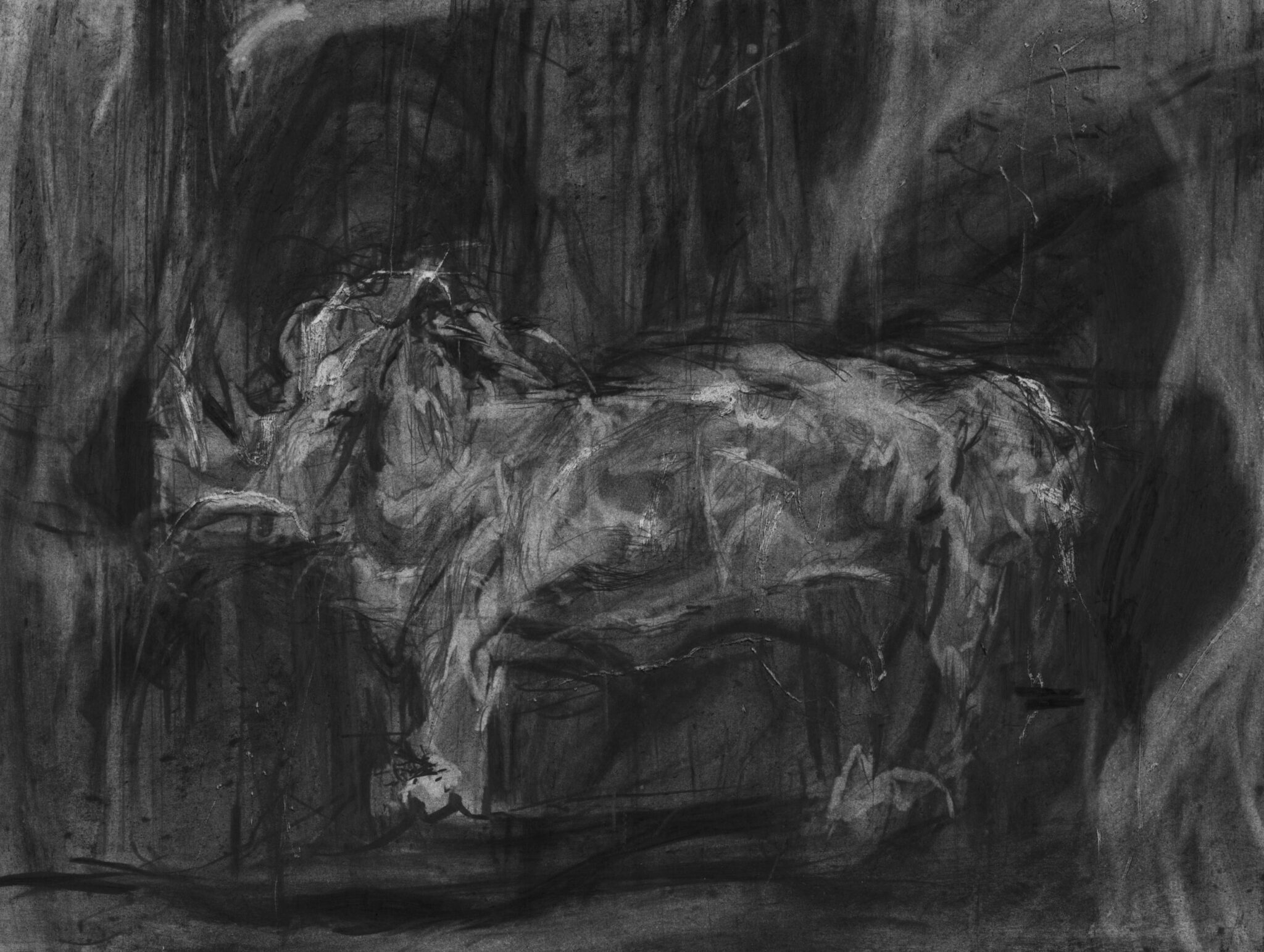 etude-de-rhinoceros-32