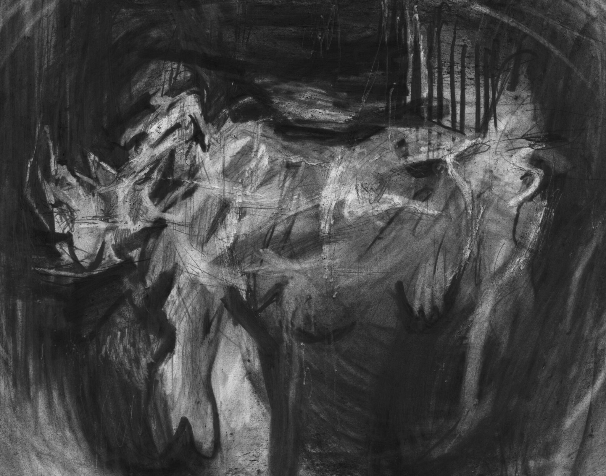 etude-de-rhinoceros-34