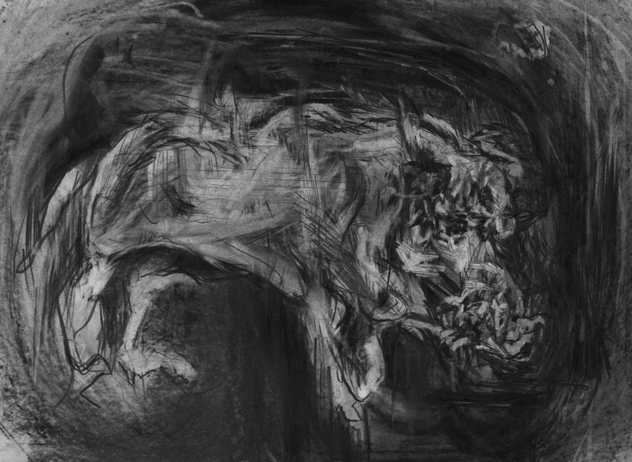 etude-de-sanglier-28