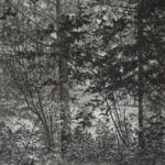 L\'été par Silvimoro