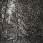 Sous-bois par Silvimoro