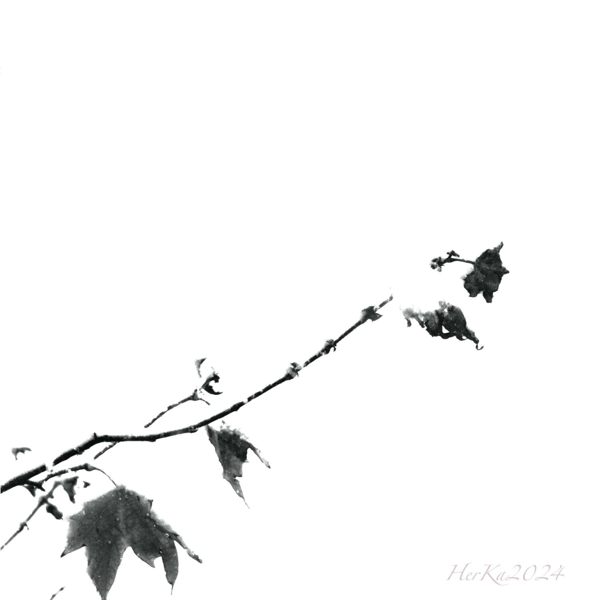 winter-leaves-1