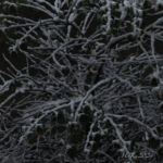 WInter leaves 3