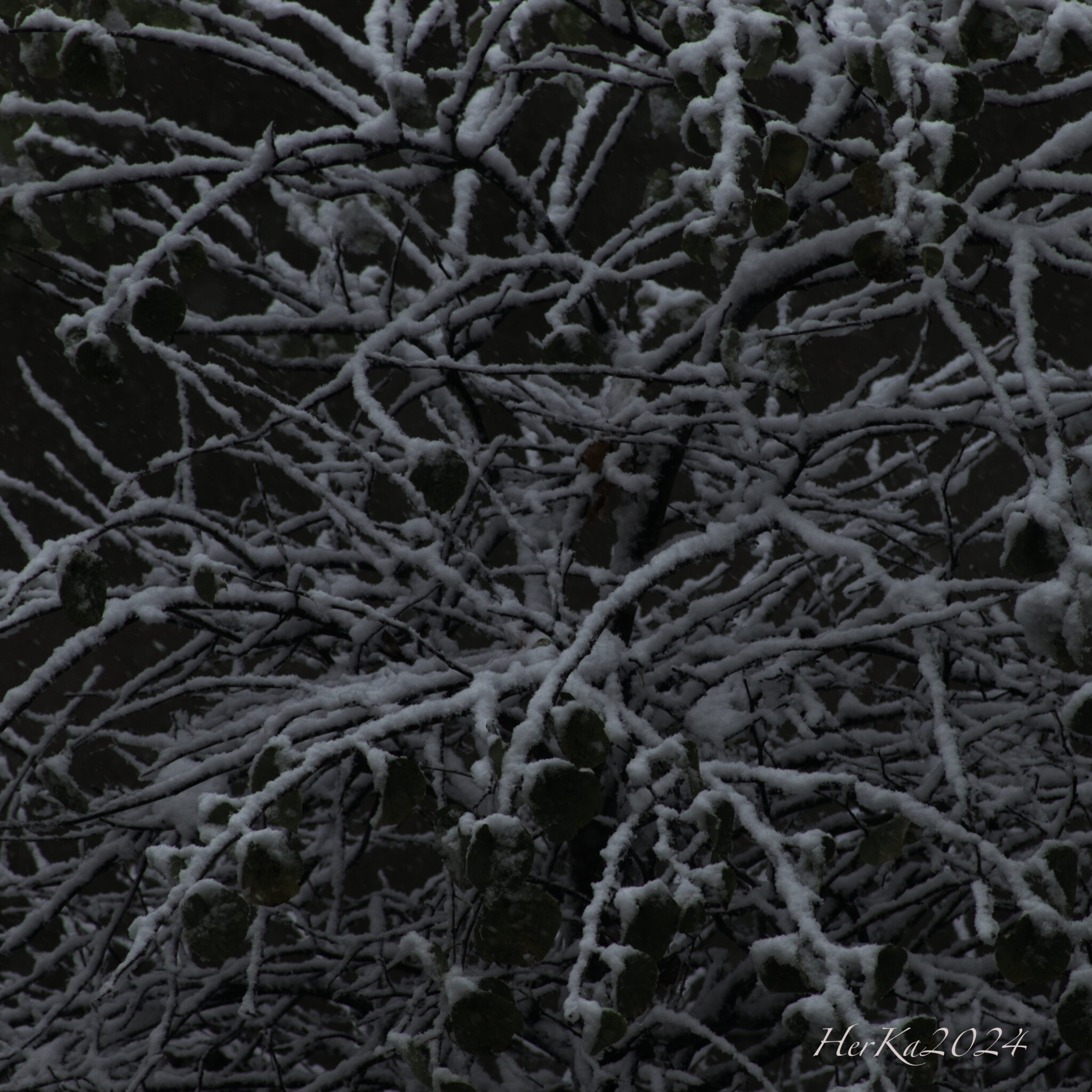 winter-leaves-3