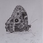 papillon posé