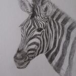zebre