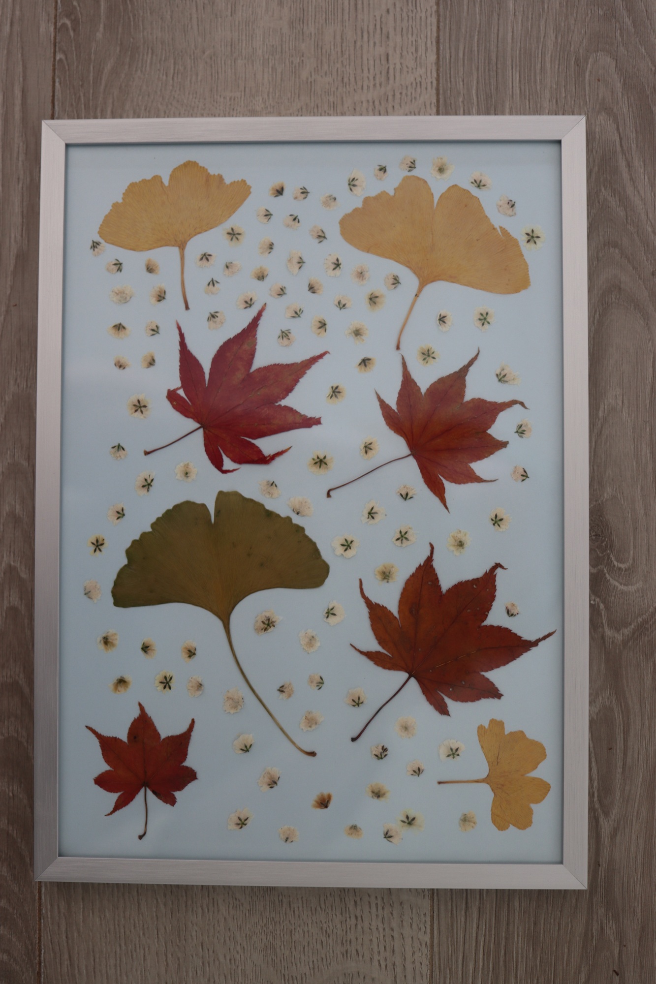 herbier