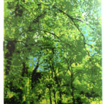 Sous-bois par Claire Luxey