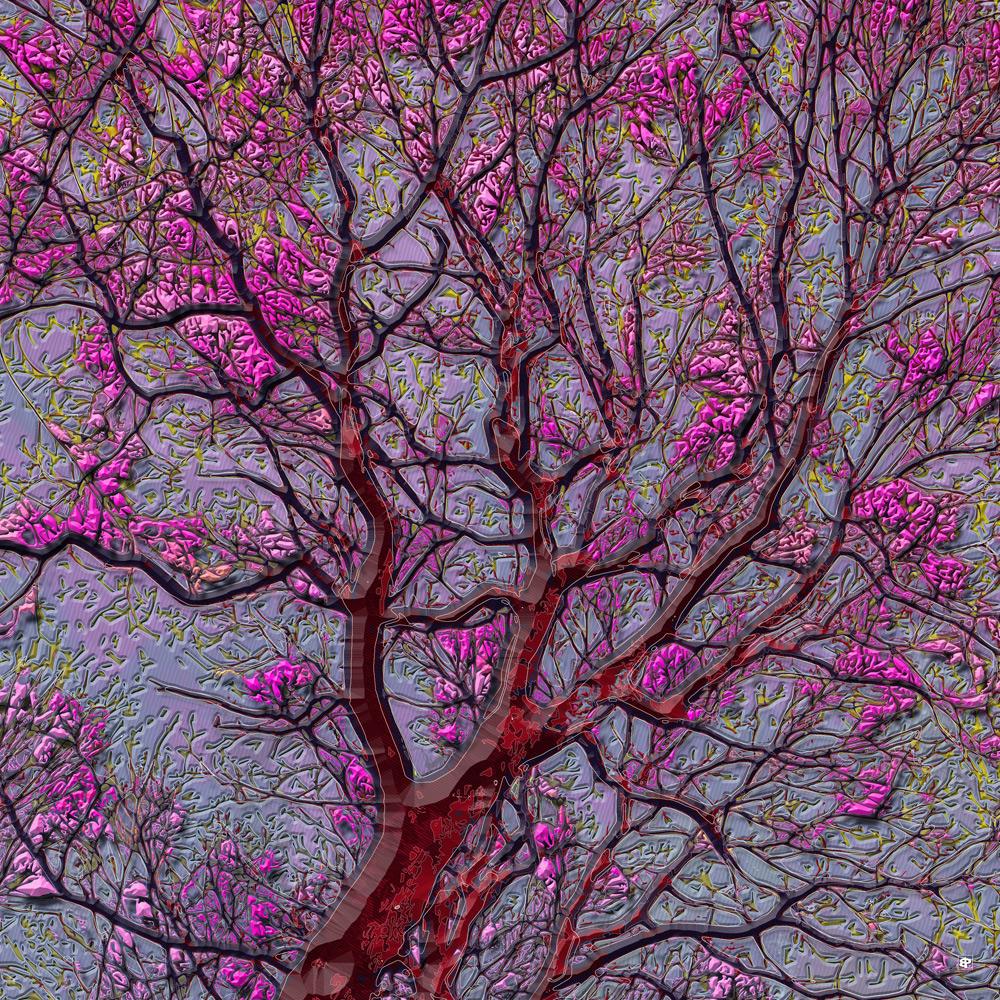 carpinus-fragilis-malva
