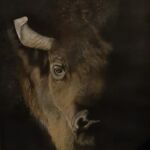 Buffalo par Alonso Thierry