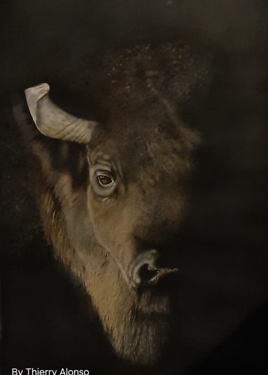 buffalo-2