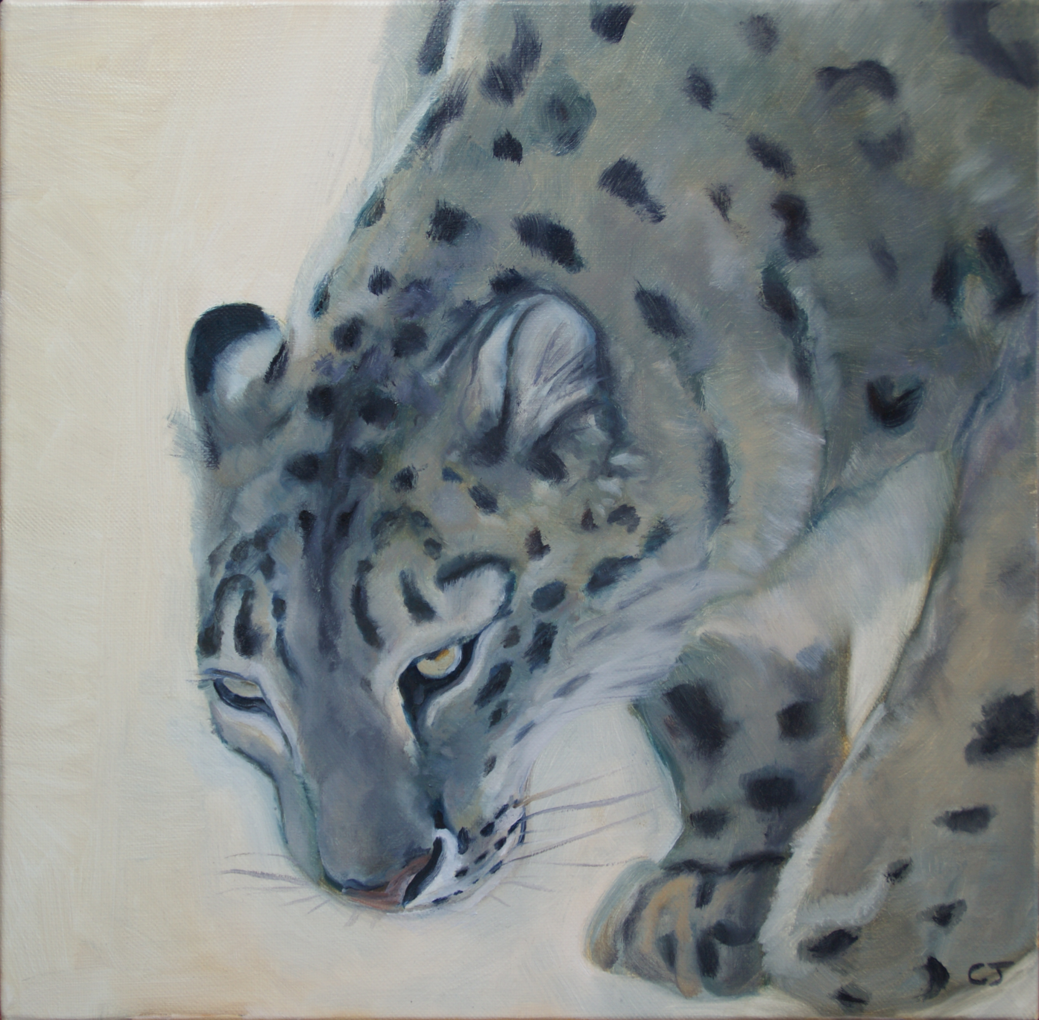 mefiance-panthere-des-neiges