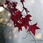 Feuilles d'automne