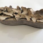 Le manifeste des papillons :livre-objet, fond patrimonial médiatheque de Monaco par Rachele Riviere