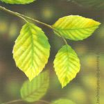 feuilles-d'arbre-techniques-de-peintre