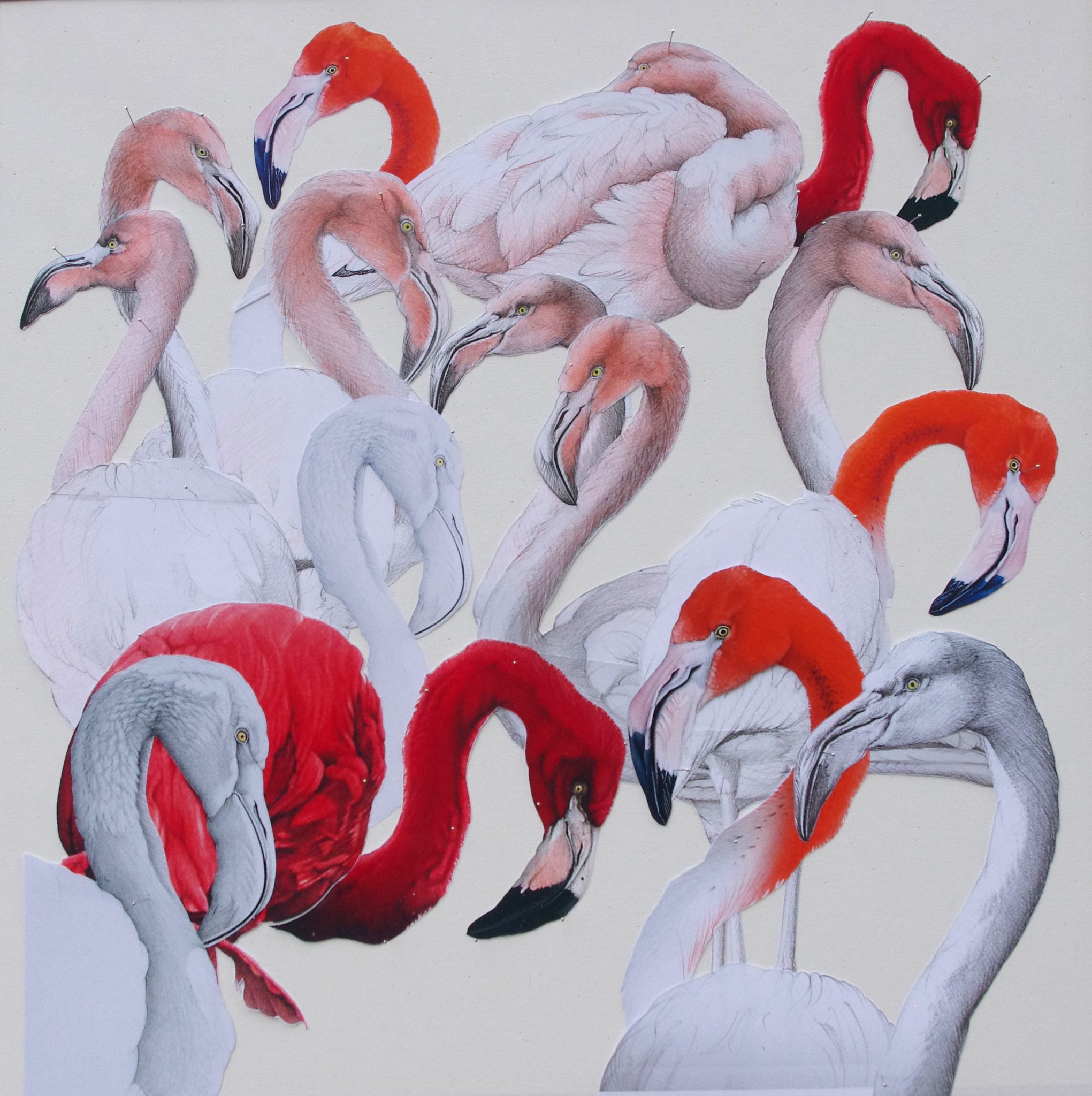 flamants-de-cuba