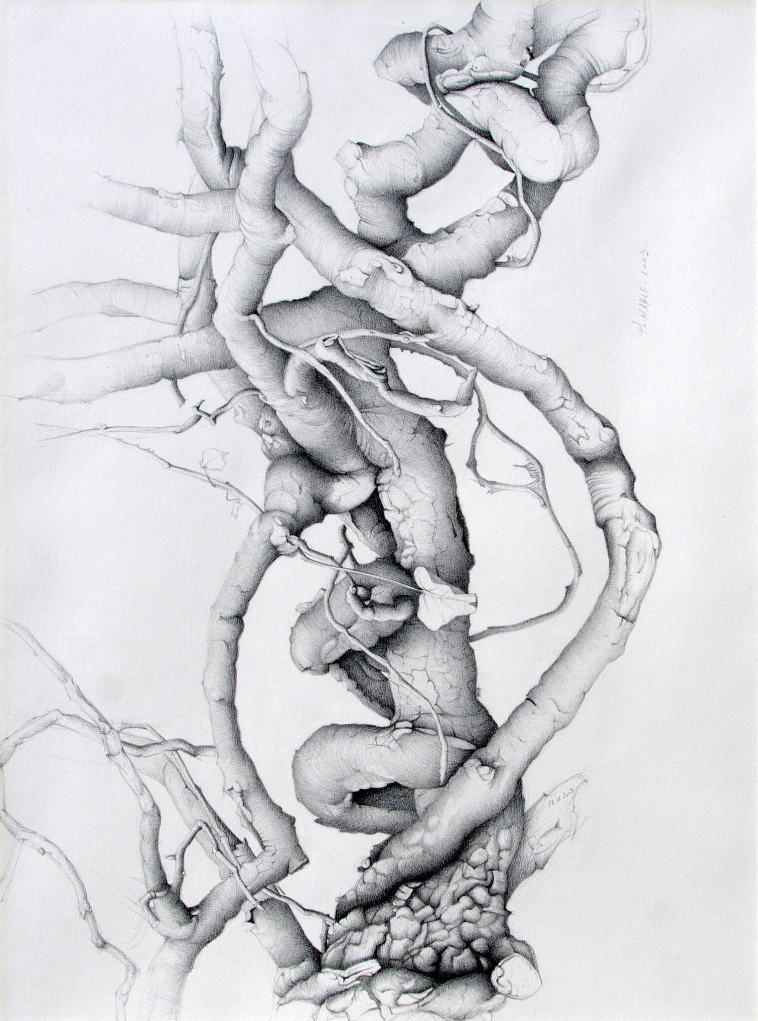 colonisation-2003