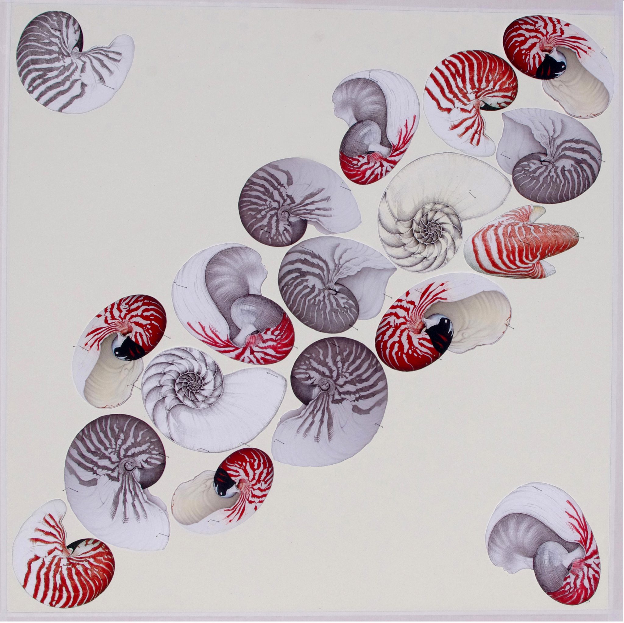 nautiles-dessin-textile