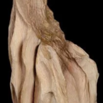 Metamorphose par Yolande Jung