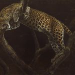 Panthère de Ranthambore-Inde