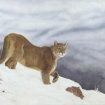Puma, Torres del Paine - Chili par Danielle BECK