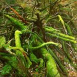 Homunculus par yves belaubre